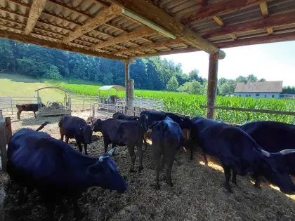 Wagyu-Rinder