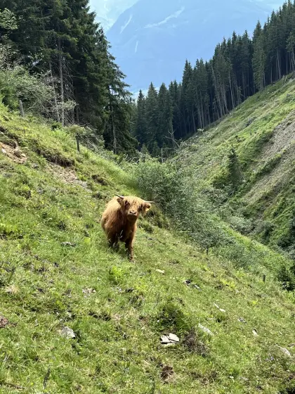 Hochlandrind-Stier zu verkaufen