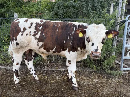 Bio-Normande-Stierkalb