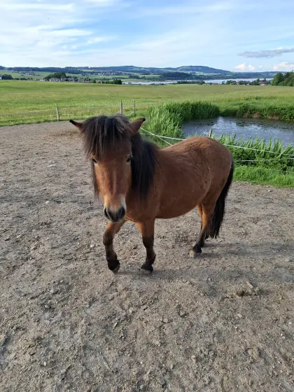 Ponyhengst