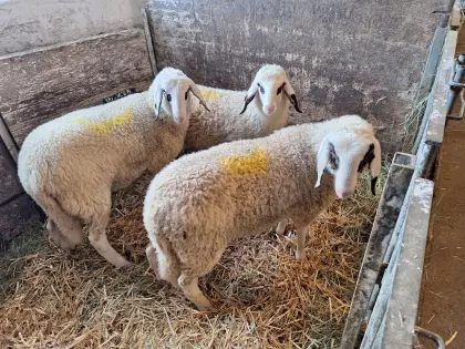 3 weibliche Brillenschafe, herdebuchgeeignet
