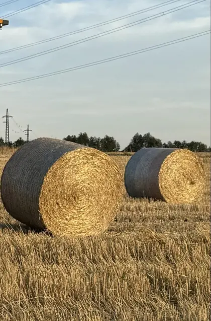 Bio-Weizen-Stroh