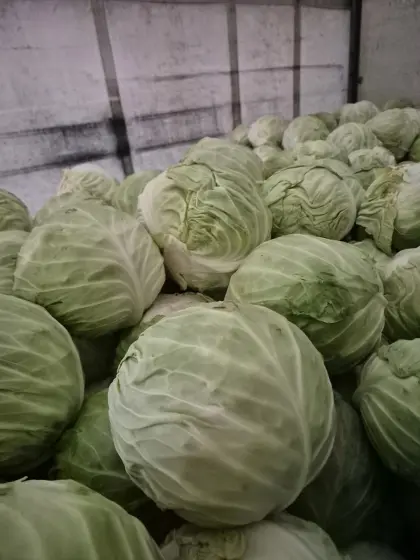 Kraut, Kohl