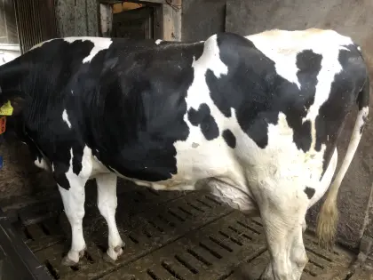 Holstein Zweitkalbskuh