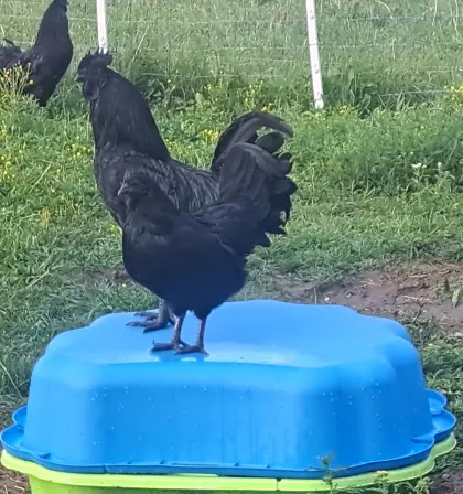 Bruteier von Ayam Cemani, Brahma, Yokohama und Zwergseidenhühnern