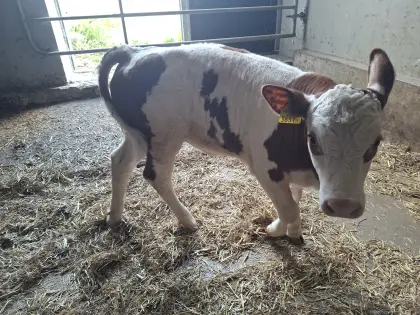 Weibliches Bio-Fleckvieh-Kalb zur Mast