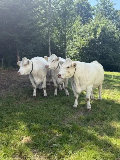 Bio-Charolais-Mutterkühe