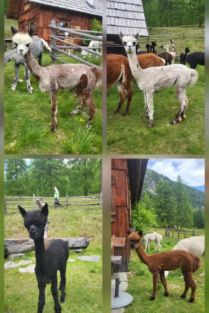 4 Alpaka-Jungstuten als Paket oder einzeln