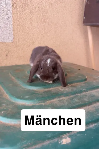 Zwergwidder
