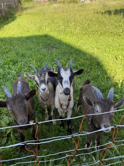Suche Passeirer Gebirgsziegenbock
