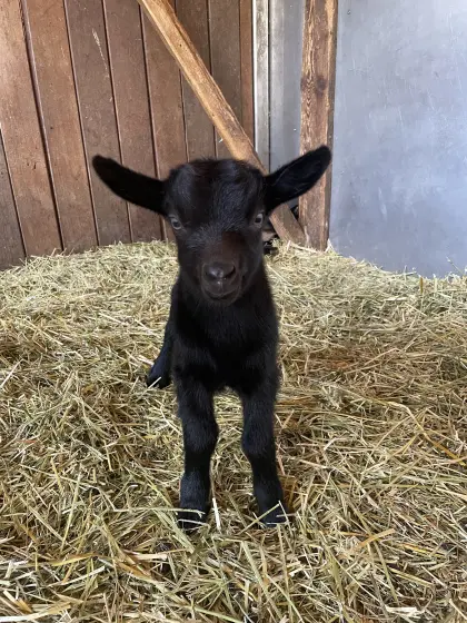 Ziegenbock, geb. Juni 26