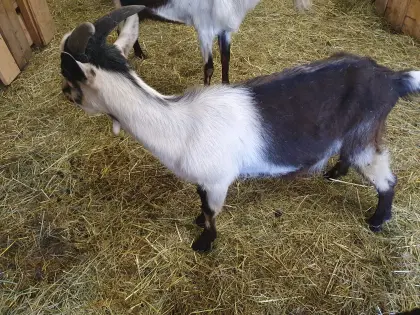 Ziegenbock Pfauenziege