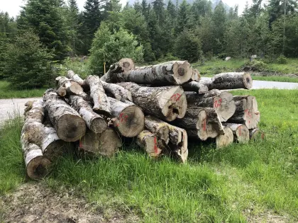 Buchen-Brennholz