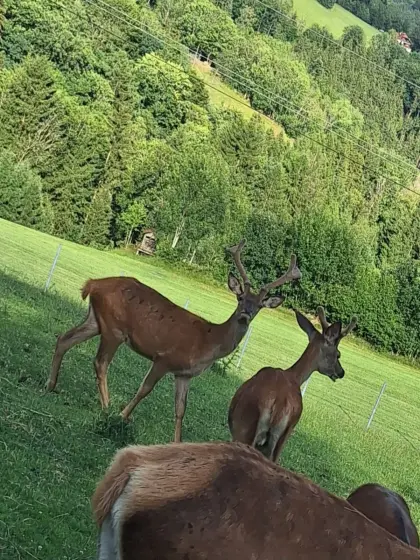 Rotwild/Spießer