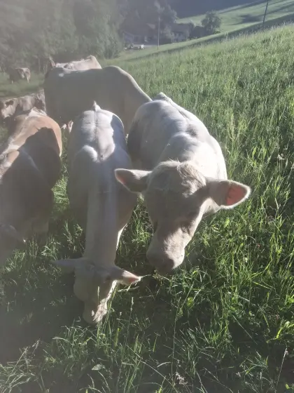 Charolais-Stier