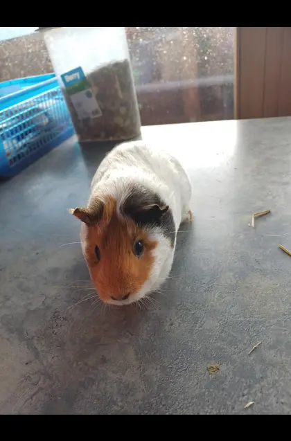 Verkaufe schöne Meerschweinchen