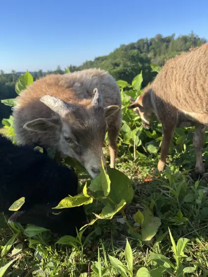 Quessantbock