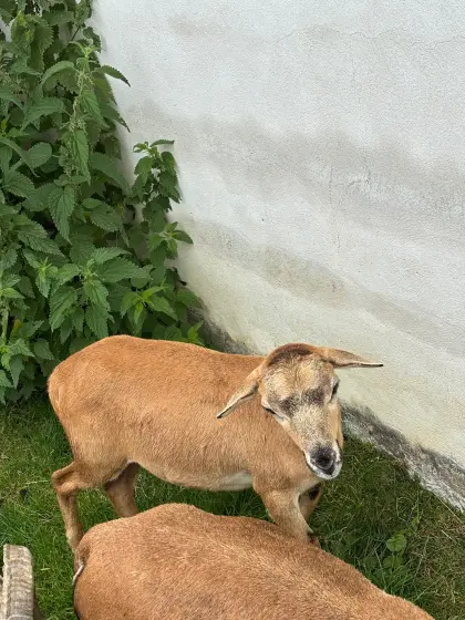 Kamerunschaf