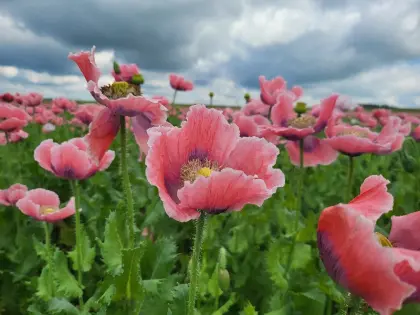 Handgeernteter Graumohn, Anbausamen