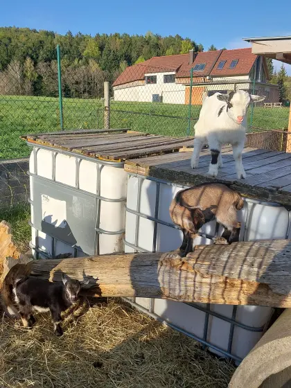 Mini-Zwergziegen