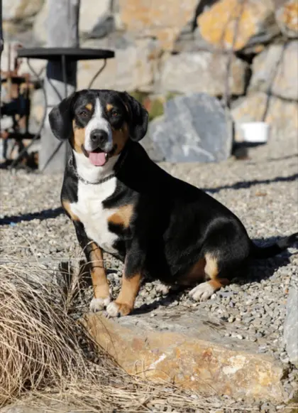 Entlebucher Sennenhündin