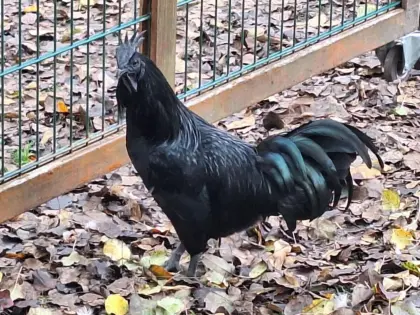 Ayam Cemani Jungtiere