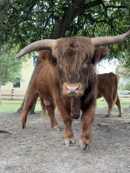 Hochlandrinder-Stier