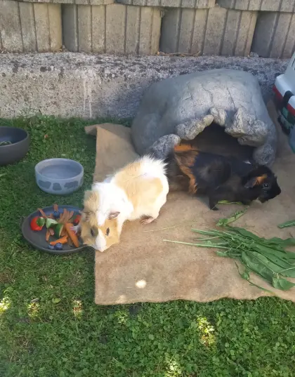 2 Meerschweinchen, männlich