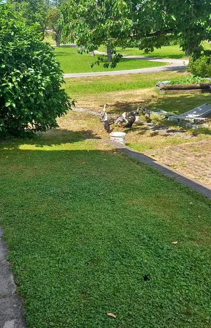 Laufenten 7 Wochen