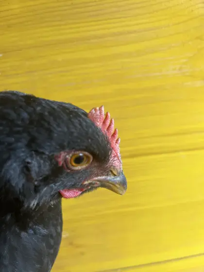 Barnevelder Hahn SSG