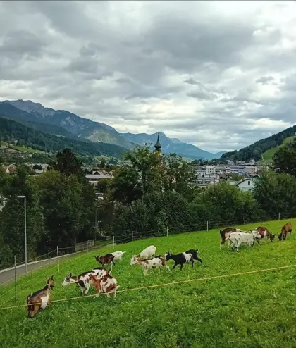 Suche steirische Scheckenziege