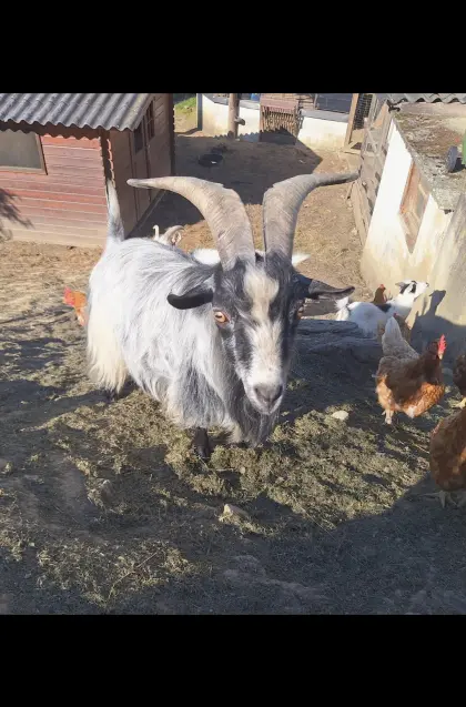 Zwergziegenbock