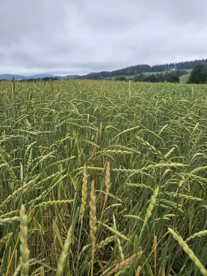 Dinkel konventionell ab Feld
