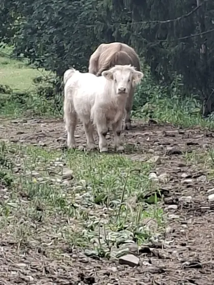 Hochlandrind-Stierkalb