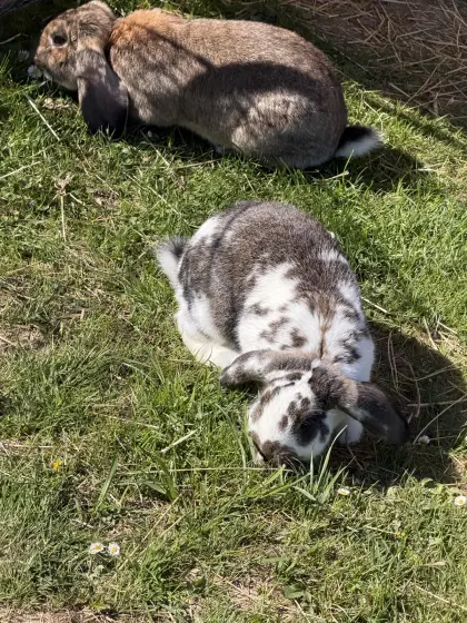 Hasen