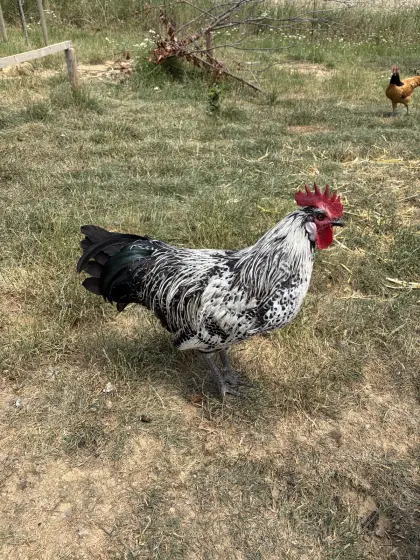 Hähne abzugeben, prachtvoll, ruhig, gutmütig