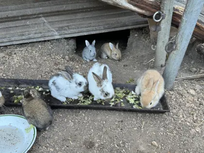 Riesenkaninchen