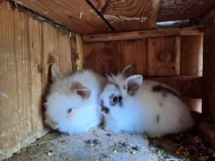 3 weiße männliche junge Zwergkaninchen