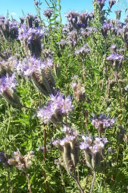 Bio Phacelia