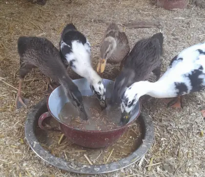 4 junge Enten, 4 Wochen alt