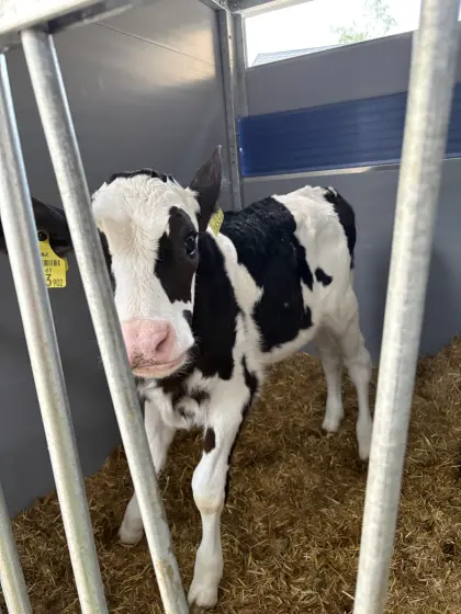 Holstein Zuchtstierkalb