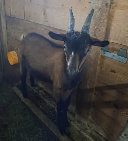 Tauernscheckenbock