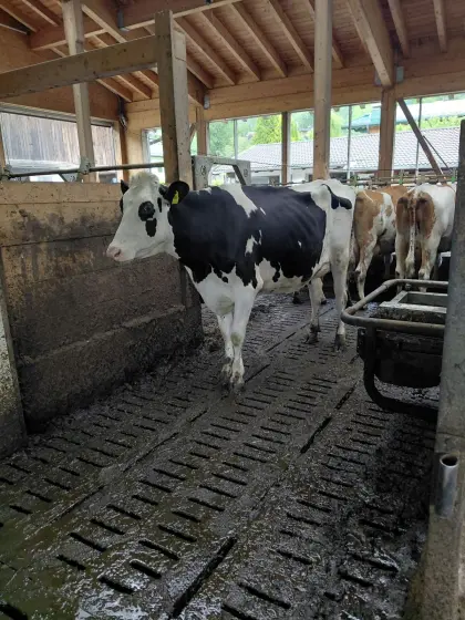 Holstein Jungkuh
