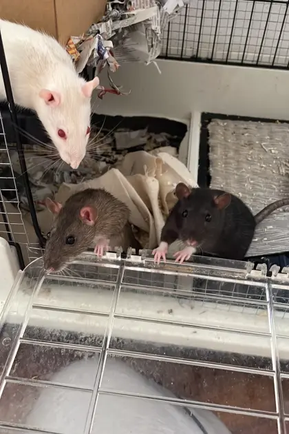 Ratten zu vergeben