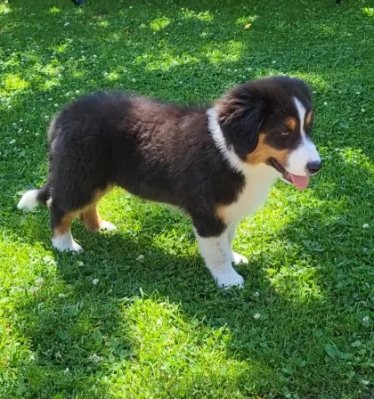 Australian Shepherd Welpe mit Ahnenpass