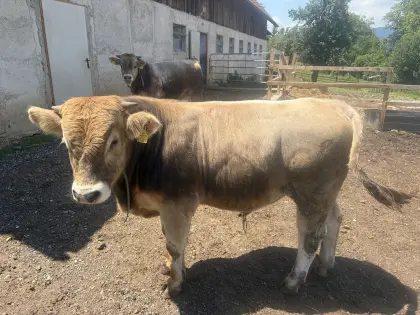 Verkaufe 2 MB-Zuchtstiere