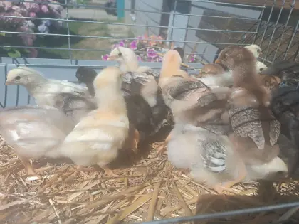 Mixküken