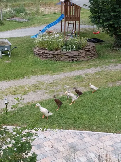 Laufenten zu verkaufen