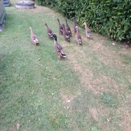Enten