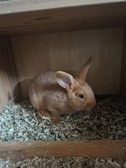 Neuseeländer-Hasen